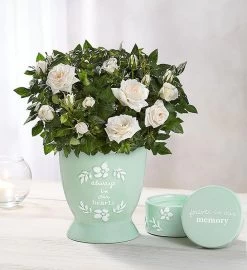 Heartfelt Memory Rose Plant 7 Heartfelt Memory Rose Plant -Gift Promotion Store 101879skx 1