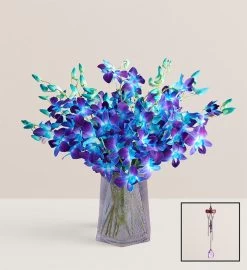 Ocean Breeze Orchids