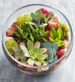 Glass Succulent Terrarium -Gift Promotion Store 157579alt view1c