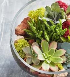 Glass Succulent Terrarium -Gift Promotion Store 157579alt view2c