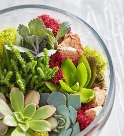Glass Succulent Terrarium -Gift Promotion Store 157579alt view3c