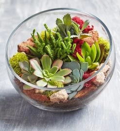 Glass Succulent Terrarium -Gift Promotion Store 157579osx 1