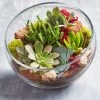 Glass Succulent Terrarium 1 Glass Succulent Terrarium -Gift Promotion Store 157579osx