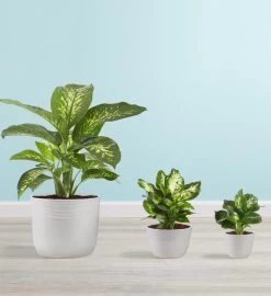 Dieffenbachia Plant -Gift Promotion Store 157623alt view5gc