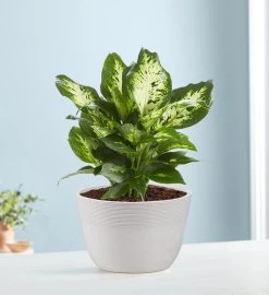 Dieffenbachia Plant