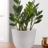 Zz Plant (Zamioculcas Zamiifolia) -Gift Promotion Store 157626mgx