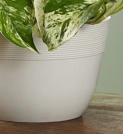 Marble Queen Pothos Plant -Gift Promotion Store 157987alt 2c