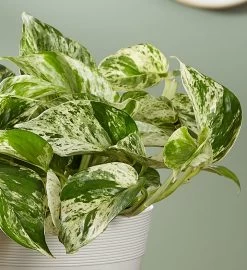 Marble Queen Pothos Plant -Gift Promotion Store 157987altc