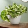 Marble Queen Pothos Plant 1 Marble Queen Pothos Plant -Gift Promotion Store 157987mx