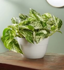 Marble Queen Pothos Plant -Gift Promotion Store 157987mx 2