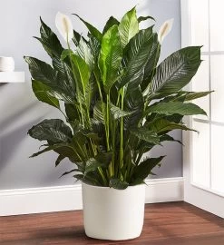 Calming Peace Lily Plant -Gift Promotion Store 158014xlx 1