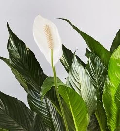 Calming Peace Lily Plant -Gift Promotion Store 158042alt view1c