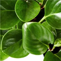 Baby Rubber Plant (Peperomia) 9 Baby Rubber Plant (Peperomia) -Gift Promotion Store 158326alt view1c