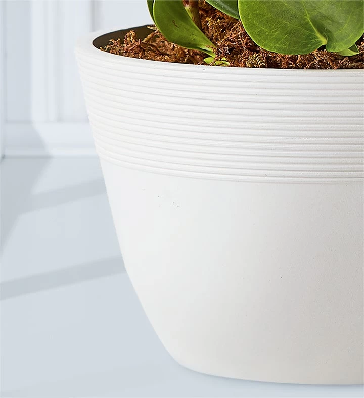 Baby Rubber Plant (Peperomia) 6 Baby Rubber Plant (Peperomia) - Image 4