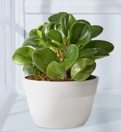 Baby Rubber Plant (Peperomia) 8 Baby Rubber Plant (Peperomia) -Gift Promotion Store 158326mx 1