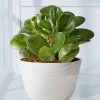 Baby Rubber Plant (Peperomia) -Gift Promotion Store 158326mx