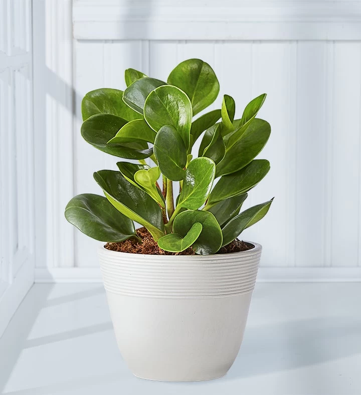 Baby Rubber Plant (Peperomia) 7 Baby Rubber Plant (Peperomia) - Image 5