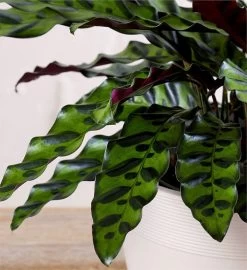 Calathea Rattlesnake -Gift Promotion Store 158451alt view1c