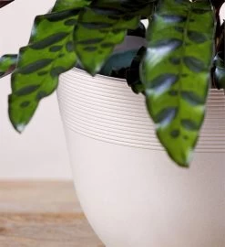 Calathea Rattlesnake -Gift Promotion Store 158451alt view2c