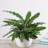 Calathea Rattlesnake