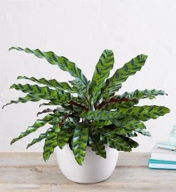 Calathea Rattlesnake -Gift Promotion Store 158451lx 2