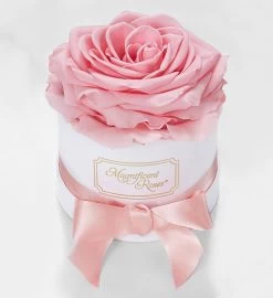 Magnificent Roses® Preserved Pink Rose -Gift Promotion Store 177503spkx 2