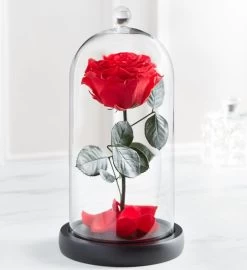 Enchanted Beauty™ By Magnificent Roses® Red -Gift Promotion Store 177892alt view2c 1