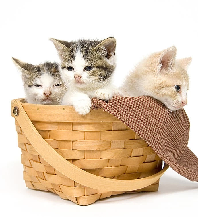 Treats For Your Kitty Friends 3 Treats For Your Kitty Friends