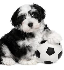 Game Time Treats For Your Dog -Gift Promotion Store 180322x 2