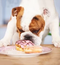 Freshly Baked Doggie Treats