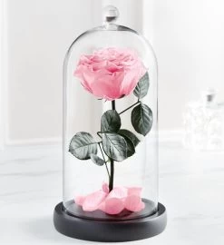 Enchanted Beauty™ By Magnificent Roses® Pink 10 Enchanted Beauty™ By Magnificent Roses® Pink -Gift Promotion Store 182682alt view2c