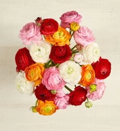 Radiant Ranunculus Bouquet -Gift Promotion Store 194003alt view1c
