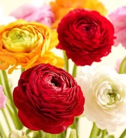 Radiant Ranunculus Bouquet -Gift Promotion Store 194003alt view3c