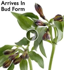 Lavender Garden Bouquet -Gift Promotion Store alstro alt viewx play button 5