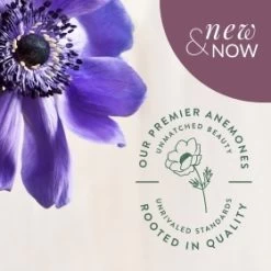 3 Wick Fall Dough Bowls -Gift Promotion Store anemone flowers fy24 global nav banner 280x280 1