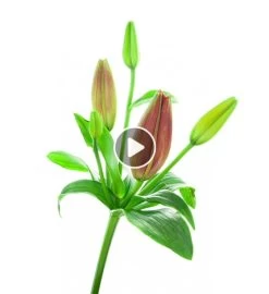 Classic All White Arrangement™ -Gift Promotion Store bloominglilythumbnail withbutton 1