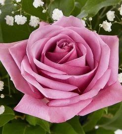 Rose Elegance™ Premium Long Stem Lavender Roses 8 Rose Elegance™ Premium Long Stem Lavender Roses -Gift Promotion Store lavenderroses altc