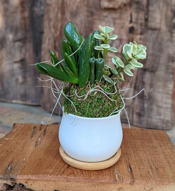 Handcrafted Fragrance Gift Set With Dried Flowers And Oyster Shell 7 Handcrafted Fragrance Gift Set With Dried Flowers And Oyster Shell - Image 5