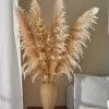 Xl Pampas Grass, Bunch Of 4 Stems