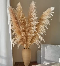 Xl Pampas Grass, Bunch Of 4 Stems