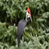 Pileated Woodpecker -Gift Promotion Store mk018712x