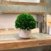 Naturally Preserved Boxwood 9.5" Tall 2 Naturally Preserved Boxwood 9.5" Tall -Gift Promotion Store mk019614x