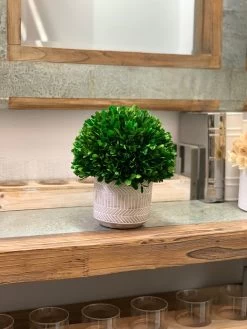 Naturally Preserved Boxwood 9.5" Tall 13 Naturally Preserved Boxwood 9.5" Tall -Gift Promotion Store mk019614x 2