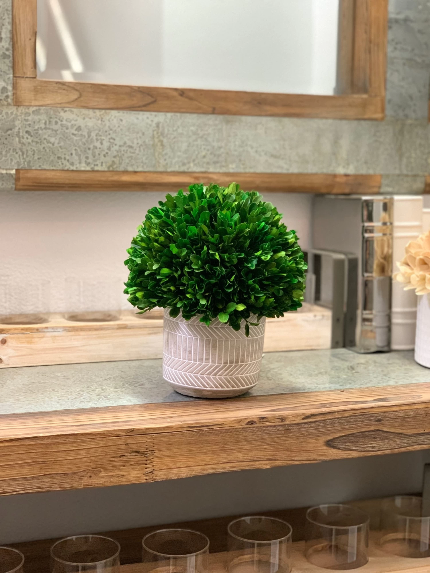 Naturally Preserved Boxwood 9.5" Tall 8 Naturally Preserved Boxwood 9.5" Tall - Image 6