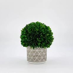 Naturally Preserved Boxwood 9.5" Tall 11 Naturally Preserved Boxwood 9.5" Tall -Gift Promotion Store mk019648alt view2c