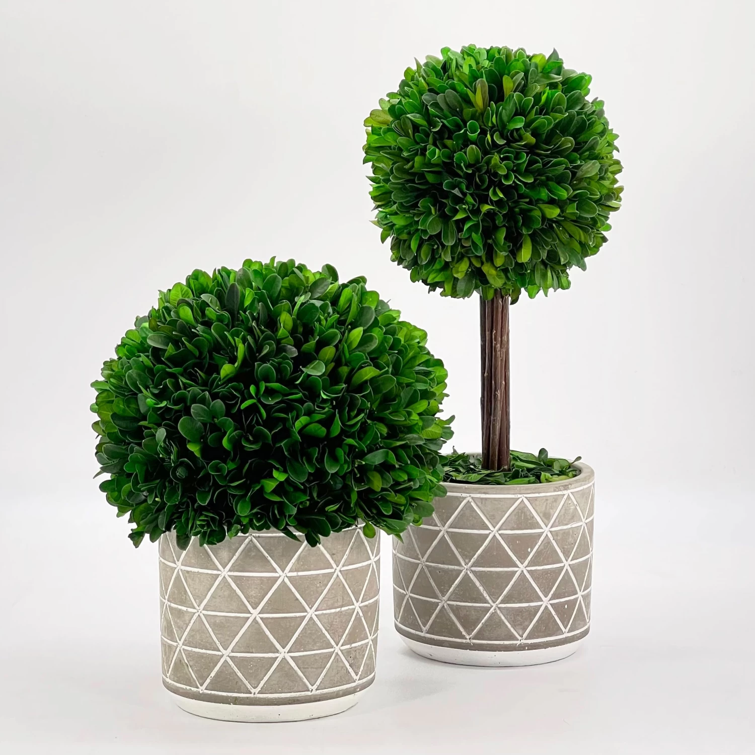 Naturally Preserved Boxwood 9.5" Tall 7 Naturally Preserved Boxwood 9.5" Tall - Image 5