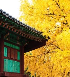 Jurassic Ginkgo Seed Grow Kit 11 Jurassic Ginkgo Seed Grow Kit -Gift Promotion Store mk021640alt view2c