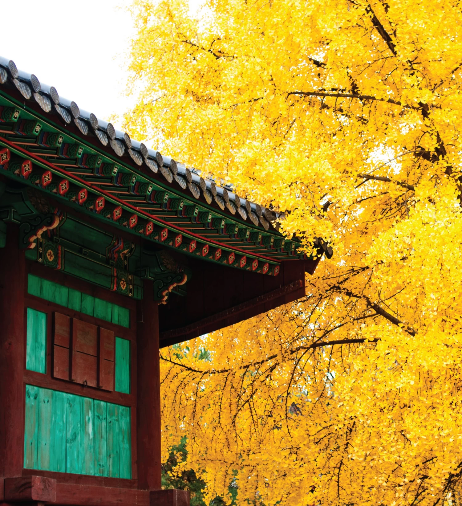 Jurassic Ginkgo Seed Grow Kit 6 Jurassic Ginkgo Seed Grow Kit - Image 4