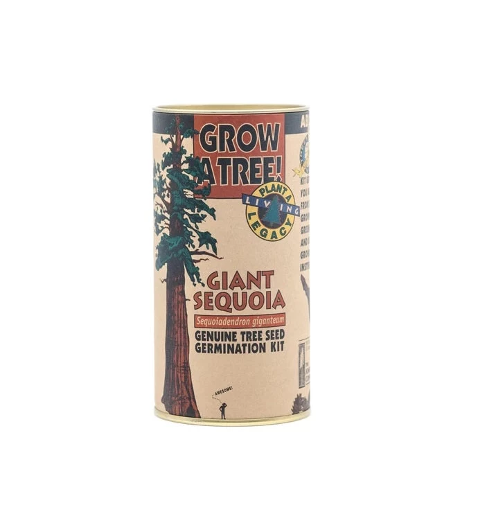 Giant Sequoia Seed Grow Kit 3 Giant Sequoia Seed Grow Kit