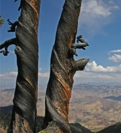 Whitebark Pine Seed Grow Kit 12 Whitebark Pine Seed Grow Kit -Gift Promotion Store mk021652alt view3c